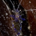 shrimp_cleaner_pederson_dome_nwp_v_0083_tci2031.jpg